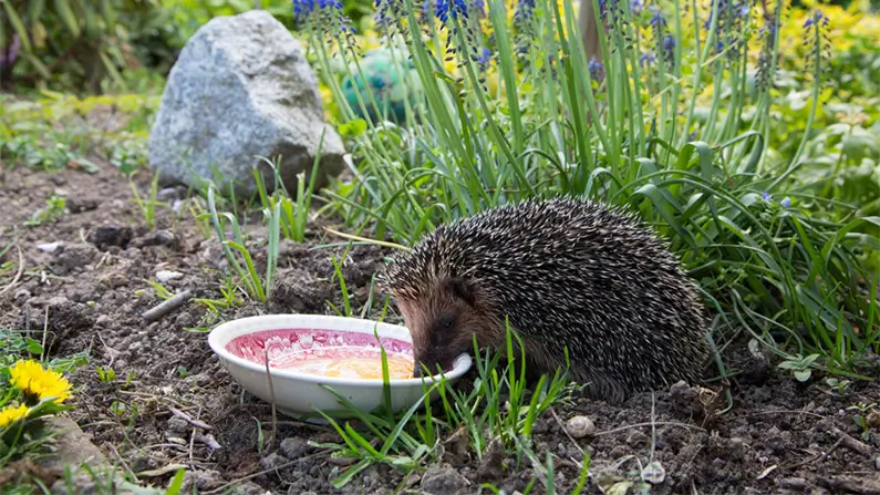 10 Prickly Facts About Hedgehogs