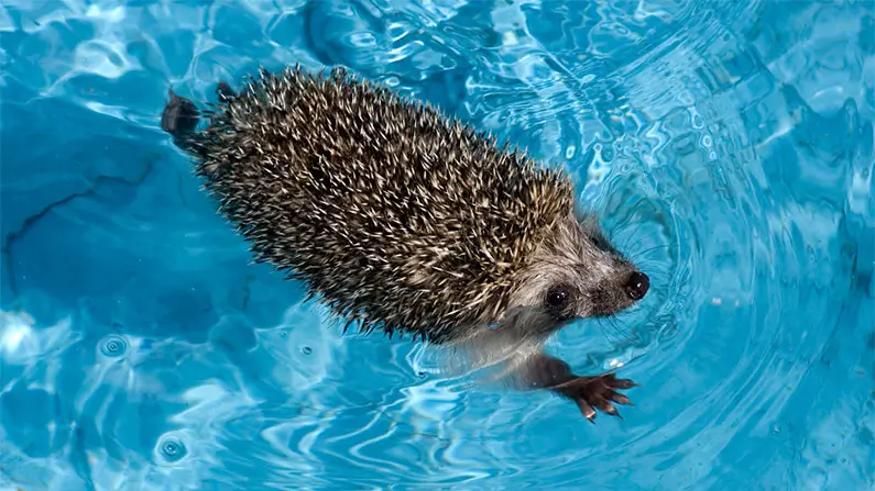 10 Prickly Facts About Hedgehogs