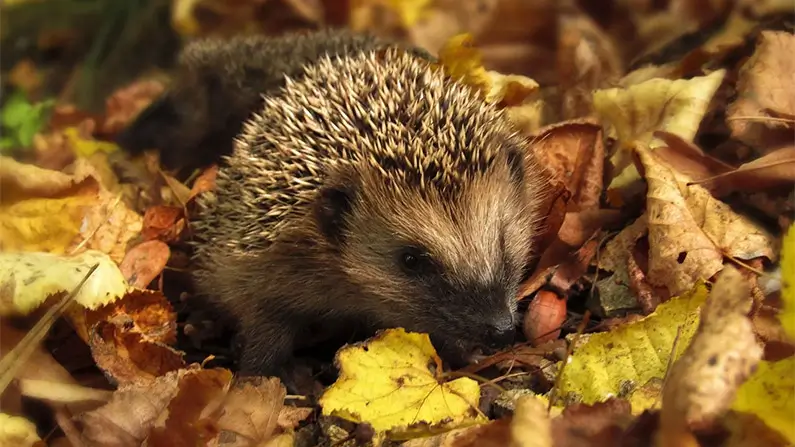 10 Prickly Facts About Hedgehogs