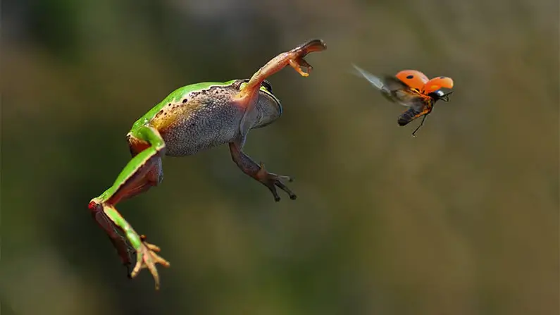 10 Kickass Facts You Probably Didn’t Know About Ladybugs