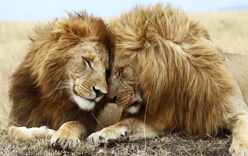 10 Facts That Prove Lions Are More Than Just Oversized Cats