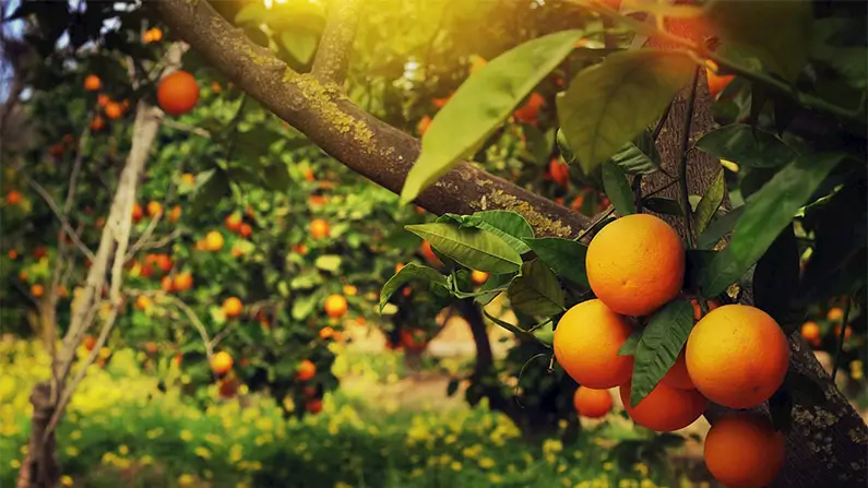 10 Juicy Facts About Oranges You’ve Probably Never Heard Before