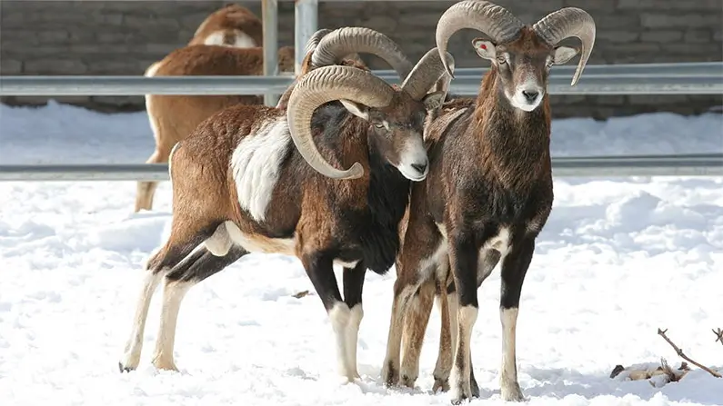 Baa-ffling! 10 Surprising Facts About Sheep