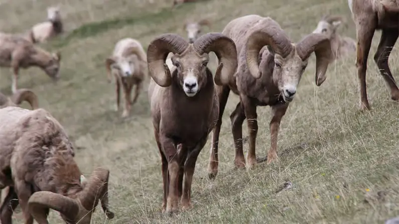 Baa-ffling! 10 Surprising Facts About Sheep