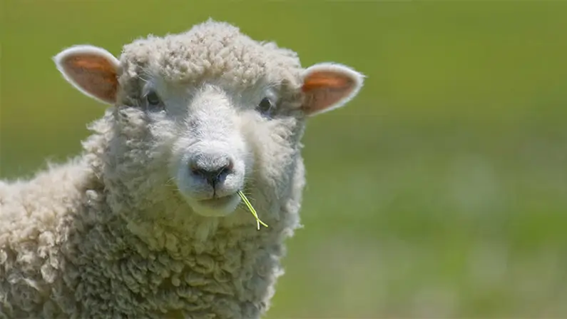 Baa-ffling! 10 Surprising Facts About Sheep