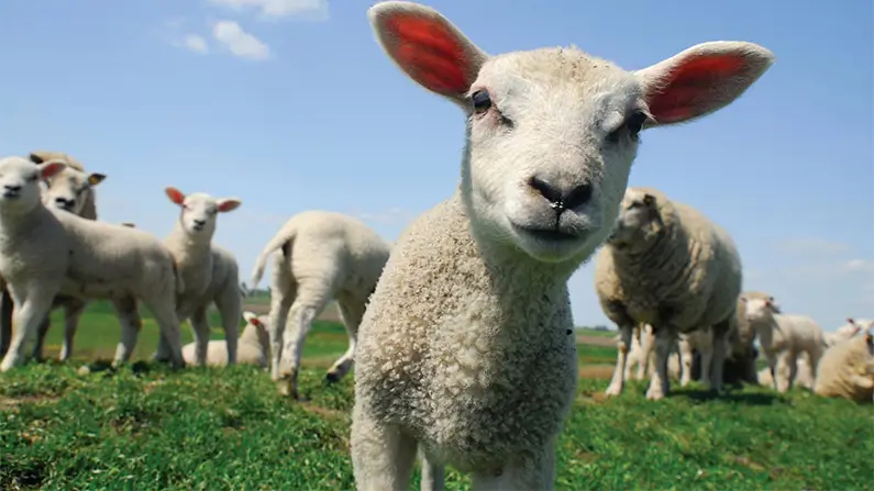Baa-ffling! 10 Surprising Facts About Sheep