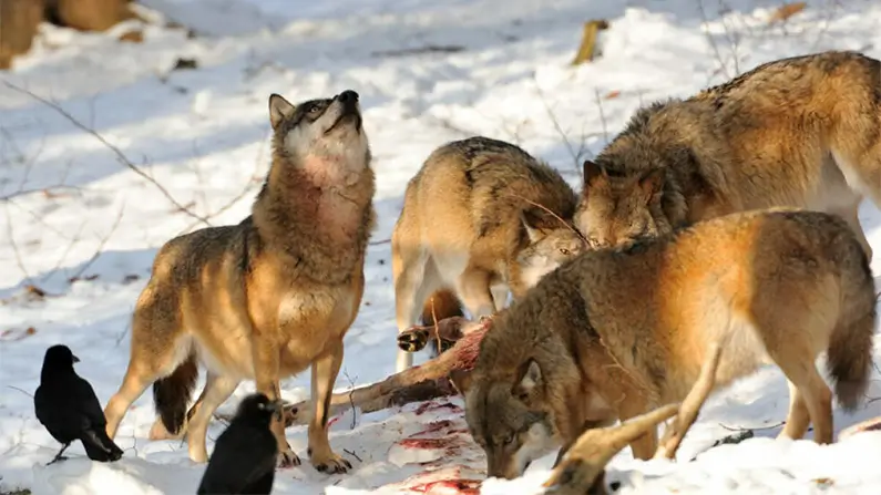Wolves: 10 Incredible Facts for Wilderness Lovers