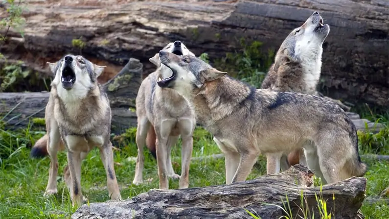 Wolves: 10 Incredible Facts for Wilderness Lovers