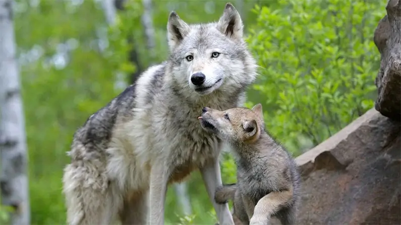 Wolves: 10 Incredible Facts for Wilderness Lovers
