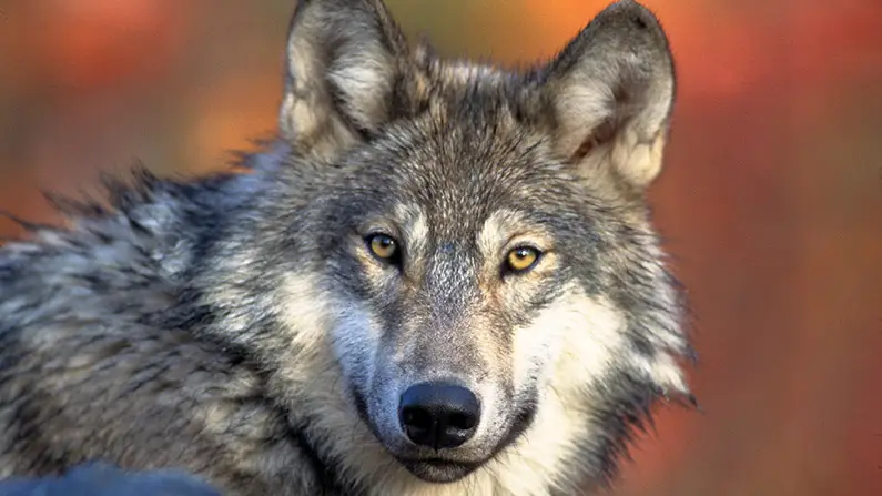 Wolves: 10 Incredible Facts for Wilderness Lovers