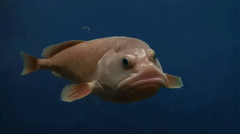 10 Kickass Facts About Blobfish – Nature’s Ugliest Creature