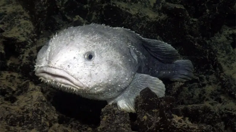 10 Kickass Facts About Blobfish – Nature’s Ugliest Creature