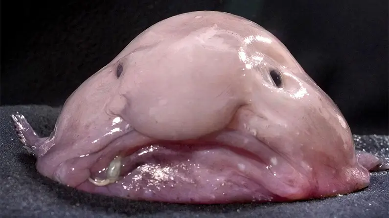 10 Kickass Facts About Blobfish – Nature’s Ugliest Creature
