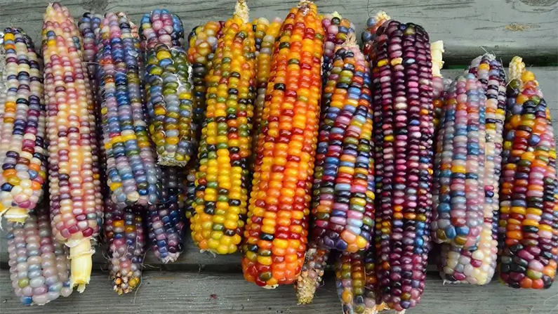 Corn You Believe It? 10 Facts You Should Know