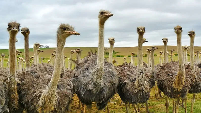 Ostriches: 10 Curious Facts About the World’s Largest Bird