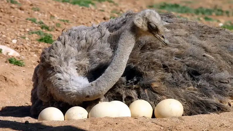 Ostriches: 10 Curious Facts About the World’s Largest Bird