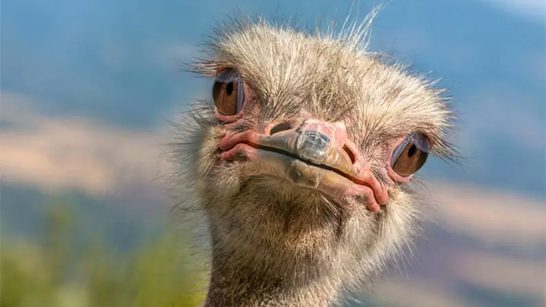 Ostriches: 10 Curious Facts About the World’s Largest Bird