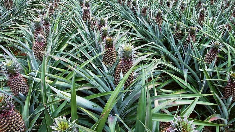 Pineapple – 10 Surprising Facts About the Tropical Fruit