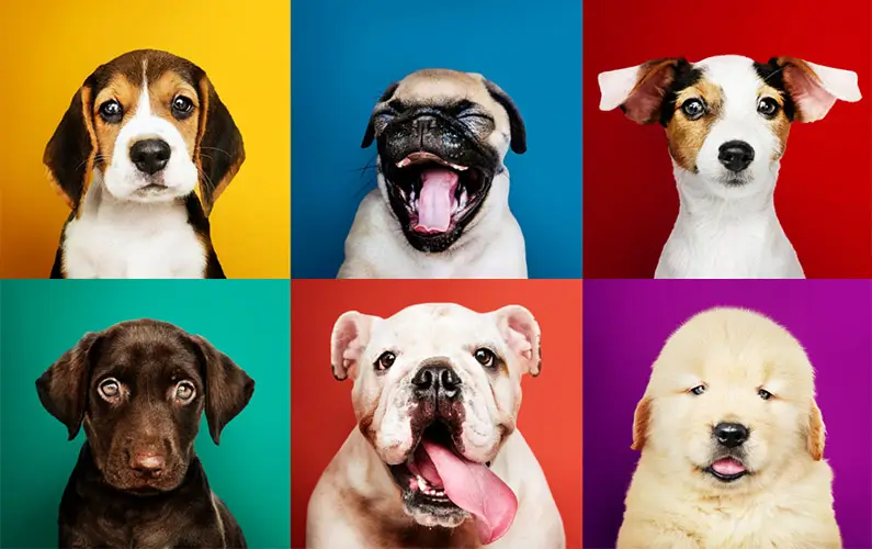 Here Are the World’s 10 Most Popular Dog Breeds