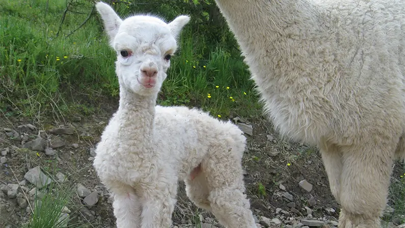 Spit, Fluff and Drama: 10 Kickass Alpaca Facts
