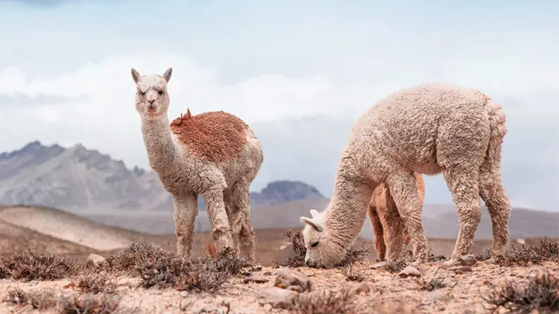 Spit, Fluff and Drama: 10 Kickass Alpaca Facts