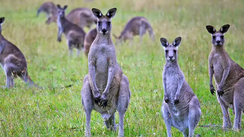 Australia: 10 Wild Facts That Will Amaze You