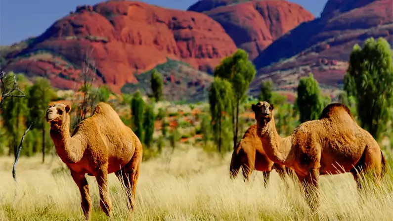 Australia: 10 Wild Facts That Will Amaze You