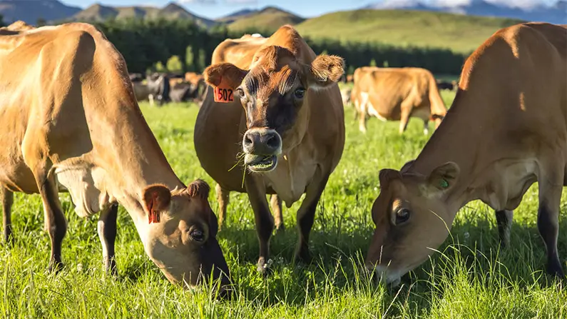 10 Moo-Velous Things You Didn’t Know About Cows