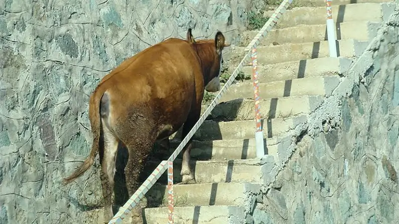 10 Moo-Velous Things You Didn’t Know About Cows