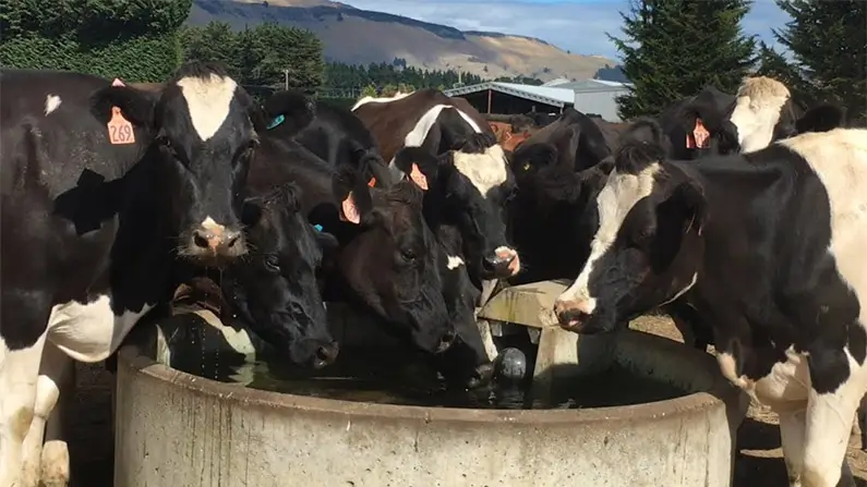 10 Moo-Velous Things You Didn’t Know About Cows
