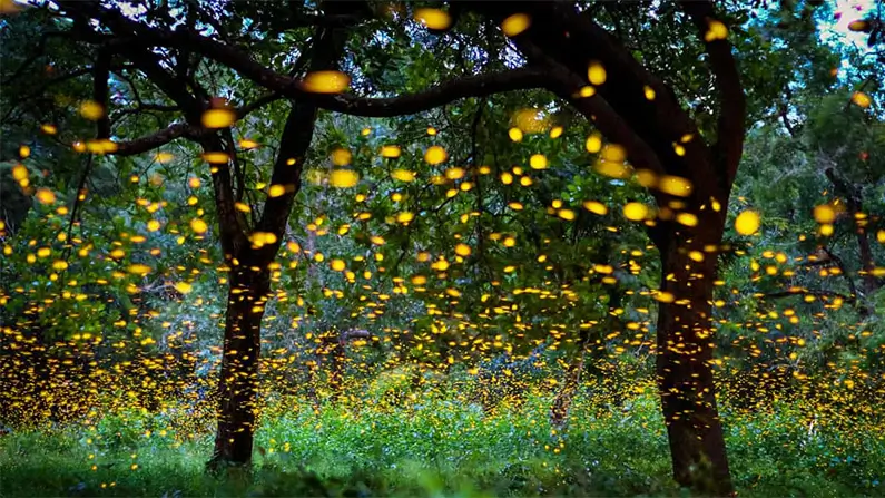 10 Brilliant and Fascinating Facts About Fireflies