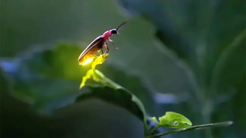 10 Brilliant and Fascinating Facts About Fireflies