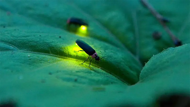 10 Brilliant and Fascinating Facts About Fireflies