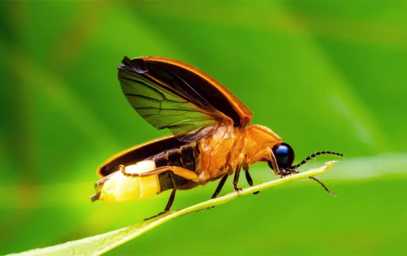 10 Brilliant and Fascinating Facts About Fireflies