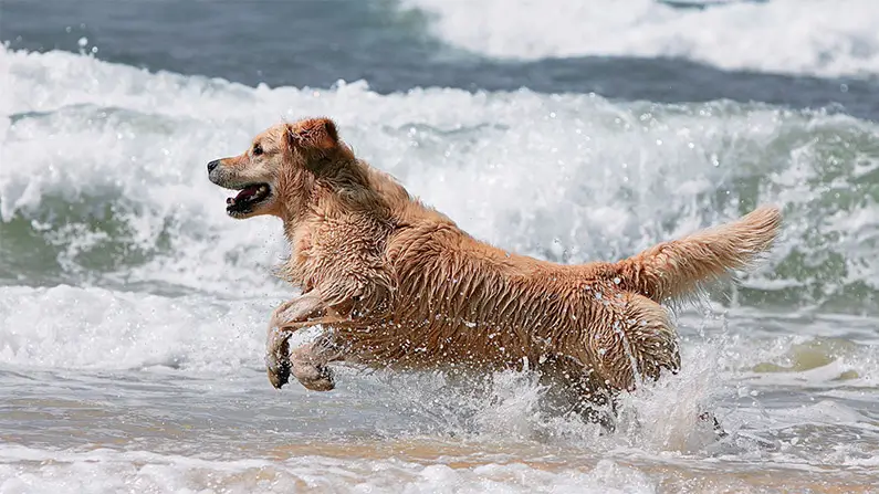 10 Kickass and Fun Facts About the Golden Retriever