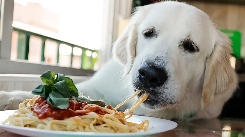 10 Kickass and Fun Facts About the Golden Retriever