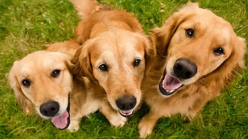 10 Kickass and Fun Facts About the Golden Retriever