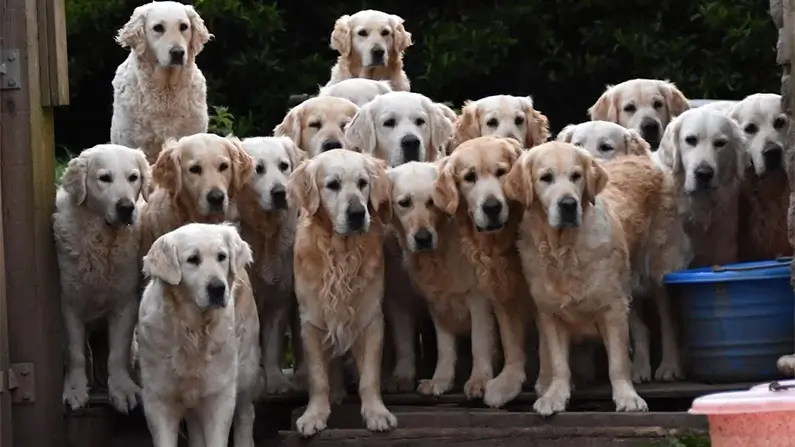 10 Kickass and Fun Facts About the Golden Retriever
