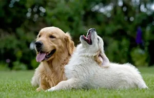 10 Kickass and Fun Facts About the Golden Retriever