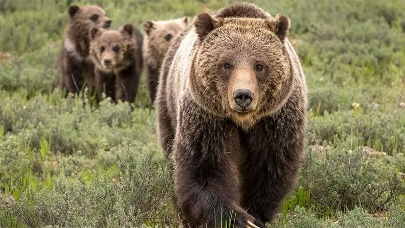 10 Kickass and Shocking Facts About Grizzly Bears