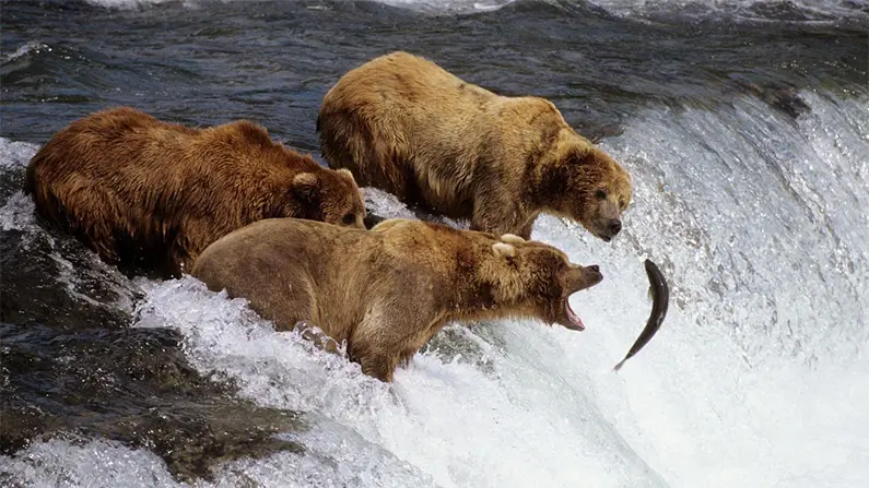 10 Kickass and Shocking Facts About Grizzly Bears