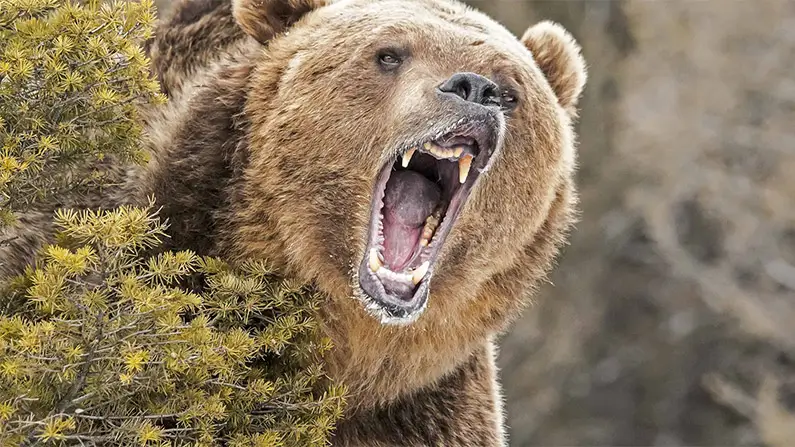 10 Kickass and Shocking Facts About Grizzly Bears