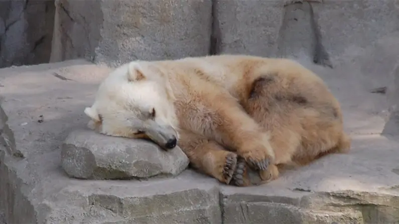 10 Kickass and Shocking Facts About Grizzly Bears