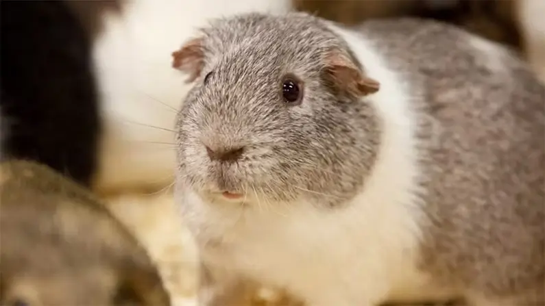 10 Adorably Cute Facts You Should Know About Guinea Pigs