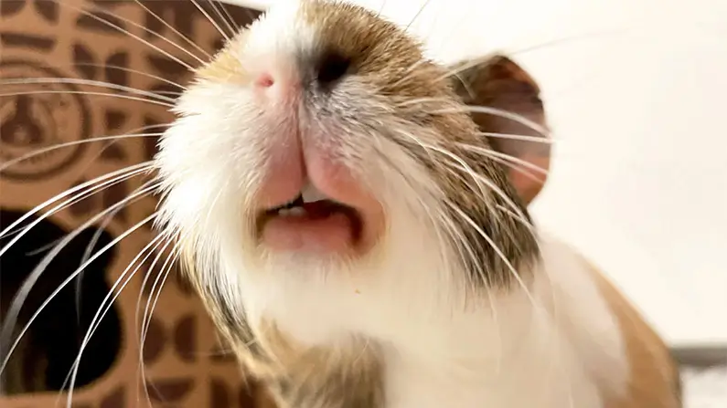 10 Adorably Cute Facts You Should Know About Guinea Pigs