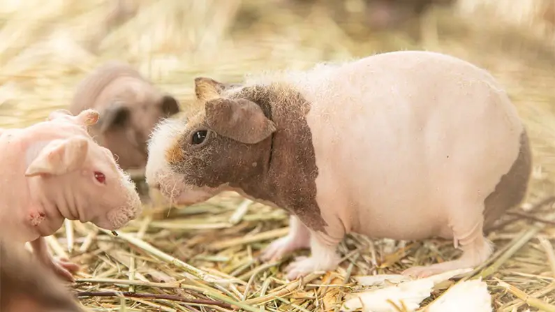 10 Adorably Cute Facts You Should Know About Guinea Pigs