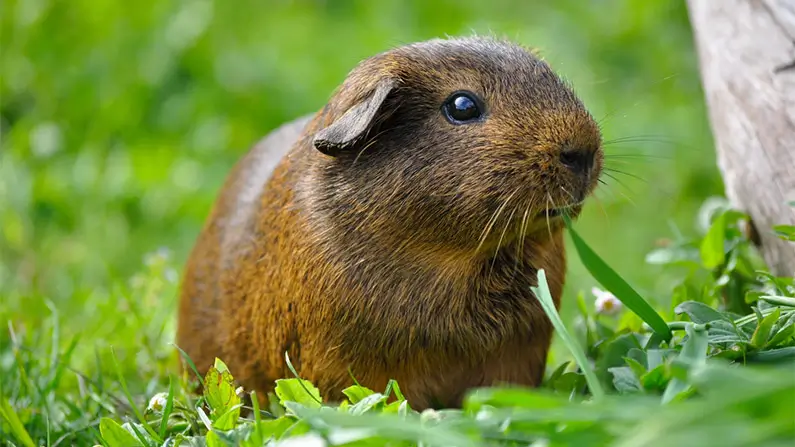10 Adorably Cute Facts You Should Know About Guinea Pigs