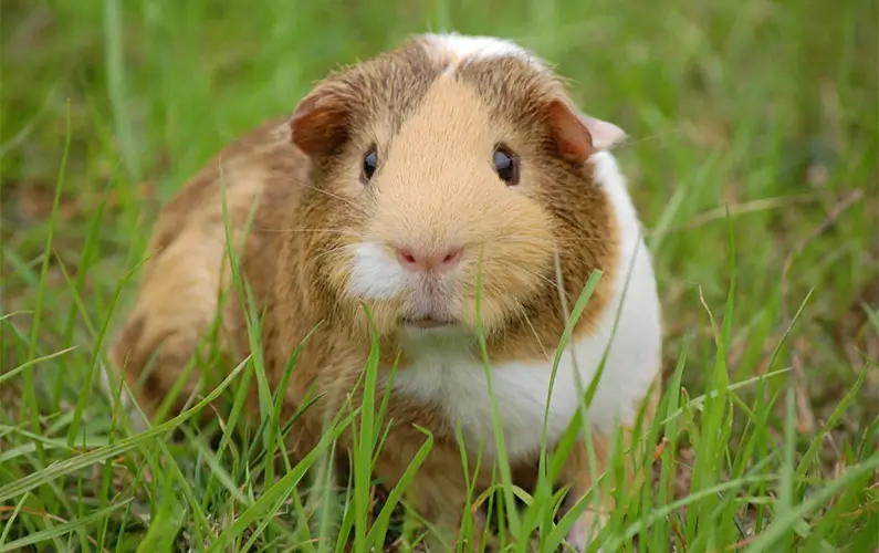10 Adorably Cute Facts You Should Know About Guinea Pigs