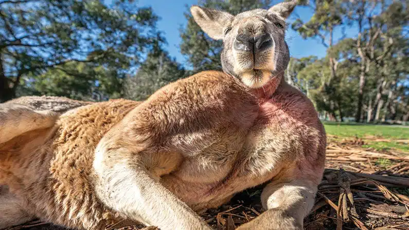 10 Kickass Kangaroo Facts So Weird You’ll Spit Your Tea