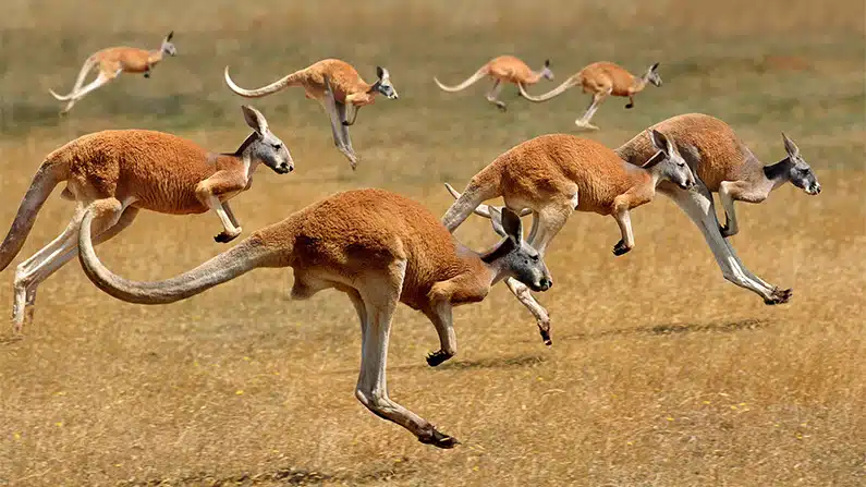 10 Kickass Kangaroo Facts So Weird You’ll Spit Your Tea